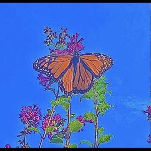 Meet your Posher, Lillian